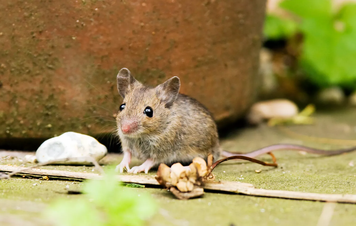 How to Keep Mice Away From Your House—Permanently